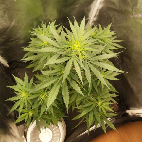 Jack Herer Auto 🪴 growlog timeline photo