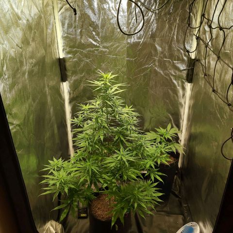 Jack Herer Auto 🪴 growlog timeline photo