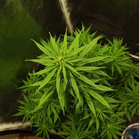 Jack Herer Auto 🪴 growlog timeline photo