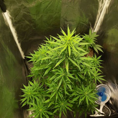 Jack Herer Auto 🪴 growlog timeline photo