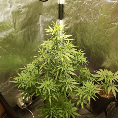Jack Herer Auto 🪴 growlog timeline photo