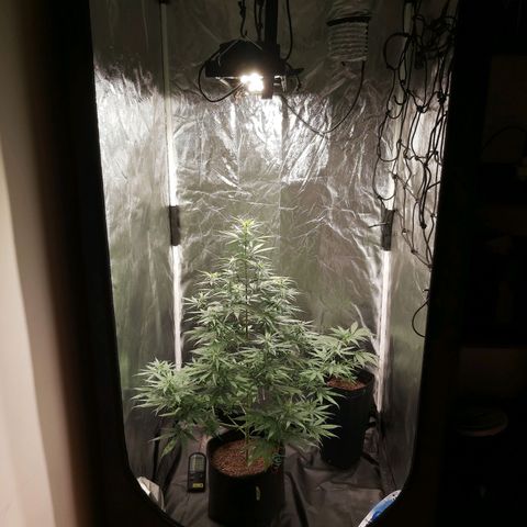 Jack Herer Auto 🪴 growlog timeline photo