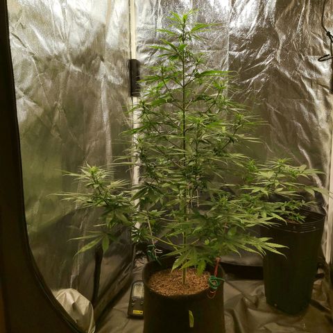 Jack Herer Auto 🪴 growlog timeline photo