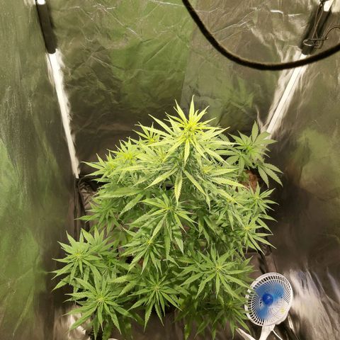 Jack Herer Auto 🪴 growlog timeline photo