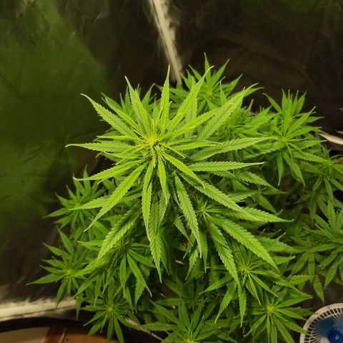 Jack Herer Auto 🪴 growlog timeline photo