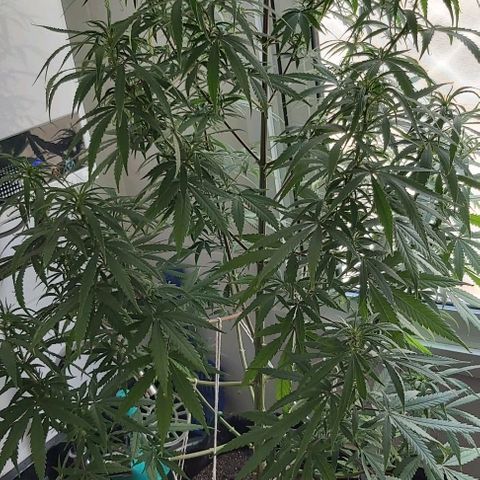 Jack Herer Auto 🪴 growlog timeline photo