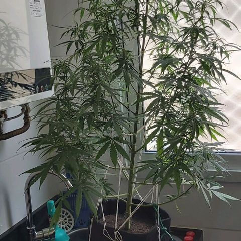 Jack Herer Auto 🪴 growlog timeline photo