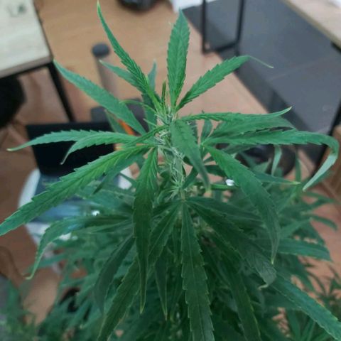 Jack Herer Auto 🪴 growlog timeline photo
