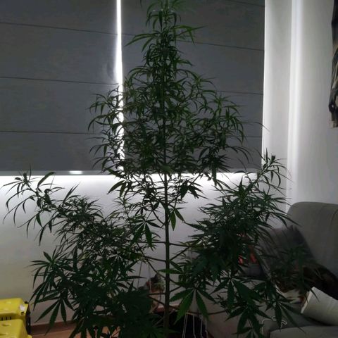 Jack Herer Auto 🪴 growlog timeline photo