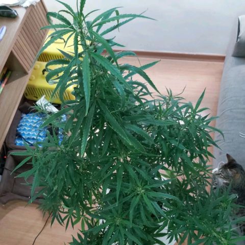 Jack Herer Auto 🪴 growlog timeline photo