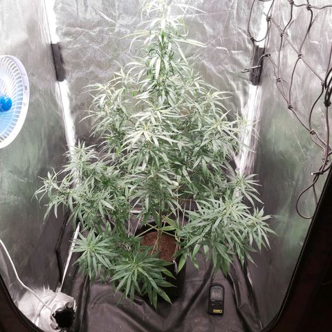 Jack Herer Auto 🪴 growlog timeline photo