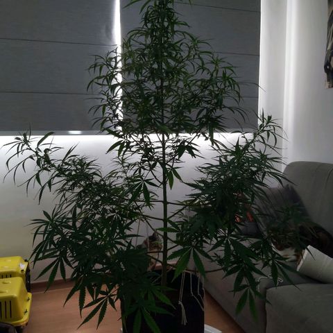 Jack Herer Auto 🪴 growlog timeline photo