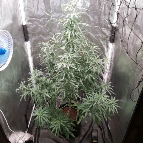 Jack Herer Auto 🪴 growlog timeline photo