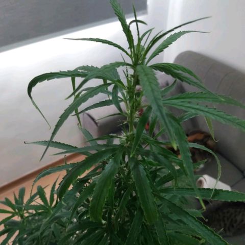 Jack Herer Auto 🪴 growlog timeline photo