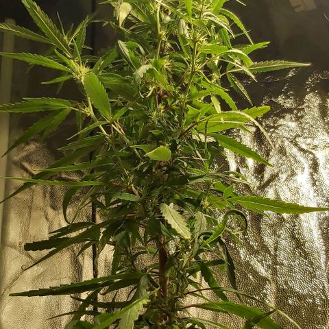 Jack Herer Auto 🪴 growlog timeline photo