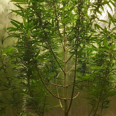 Jack Herer Auto 🪴 growlog timeline photo