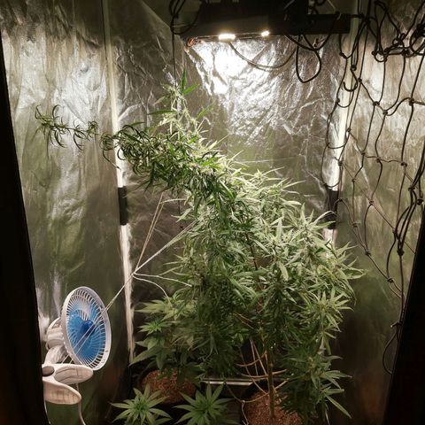 Jack Herer Auto 🪴 growlog timeline photo