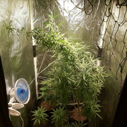Jack Herer Auto 🪴 growlog timeline photo