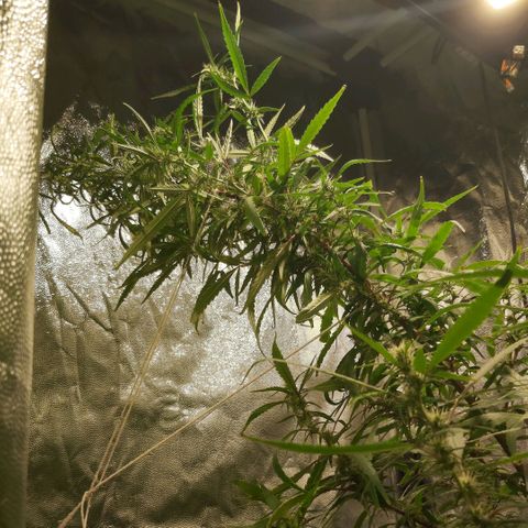 Jack Herer Auto 🪴 growlog timeline photo
