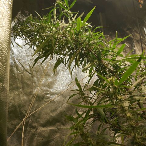 Jack Herer Auto 🪴 growlog timeline photo