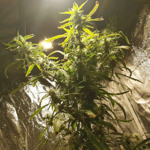 Jack Herer Auto 🪴 growlog timeline photo