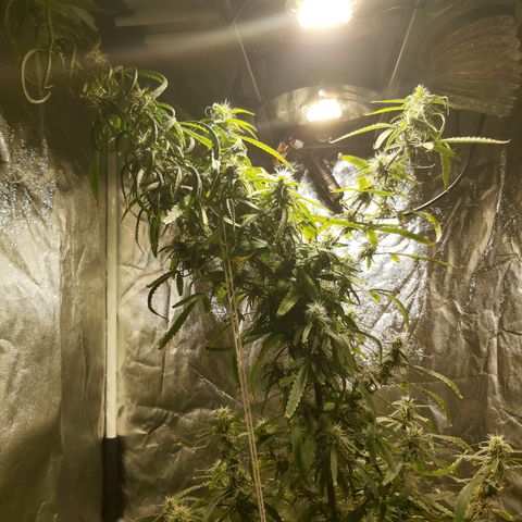Jack Herer Auto 🪴 growlog timeline photo
