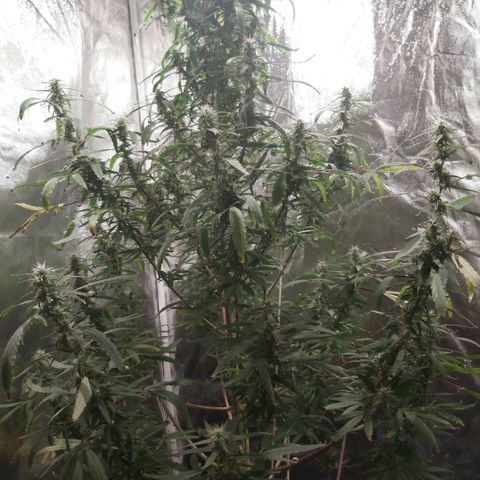 Jack Herer Auto 🪴 growlog timeline photo