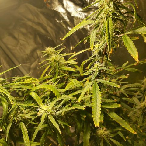 Jack Herer Auto 🪴 growlog timeline photo