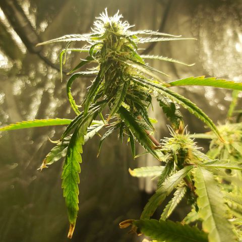 Jack Herer Auto 🪴 growlog timeline photo