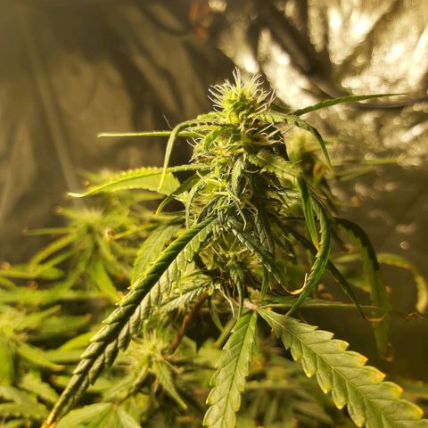 Jack Herer Auto 🪴 growlog timeline photo