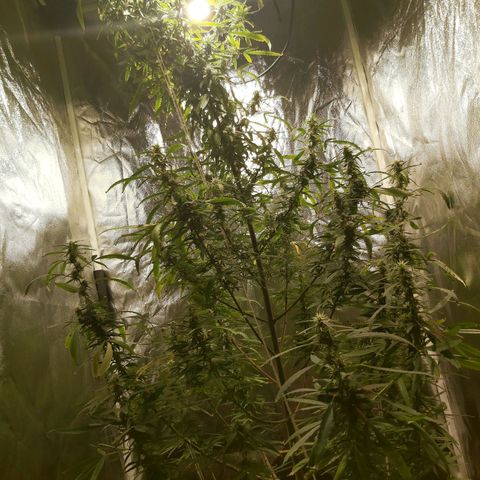 Jack Herer Auto 🪴 growlog timeline photo
