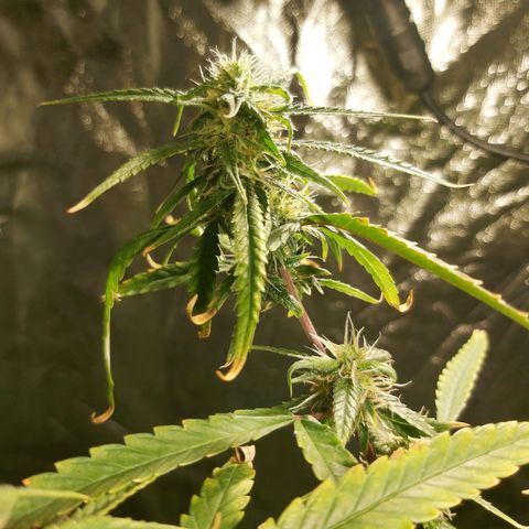 Jack Herer Auto 🪴 growlog timeline photo