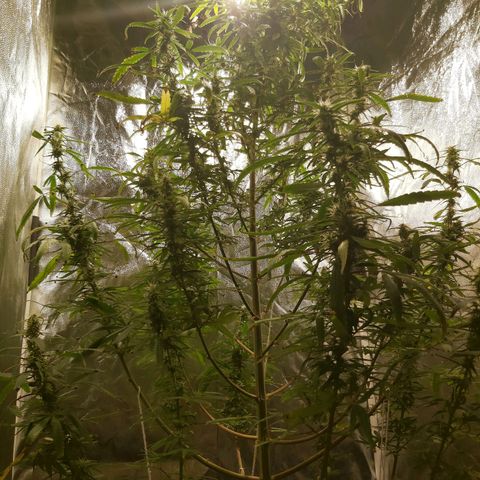 Jack Herer Auto 🪴 growlog timeline photo