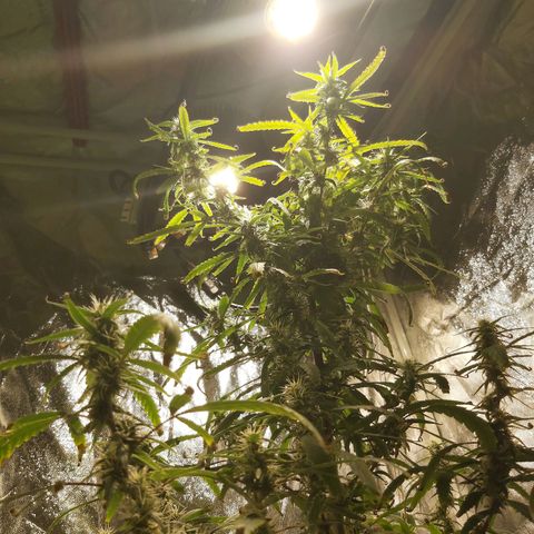 Jack Herer Auto 🪴 growlog timeline photo