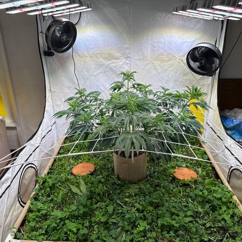 Fruity Durban  growlog timeline photo