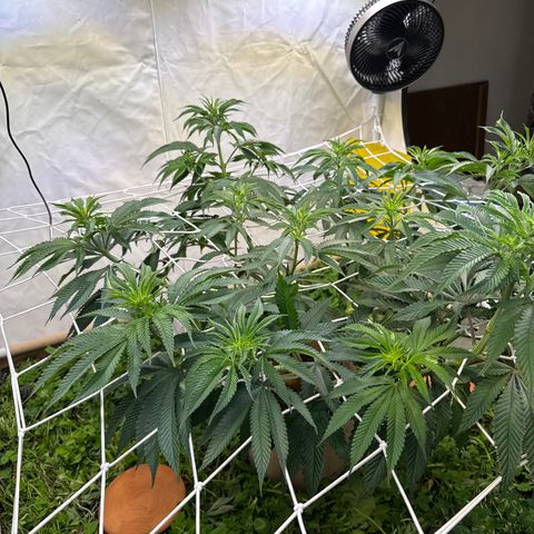 Fruity Durban  growlog timeline photo