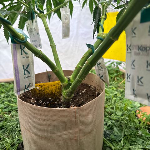 Fruity Durban  growlog timeline photo