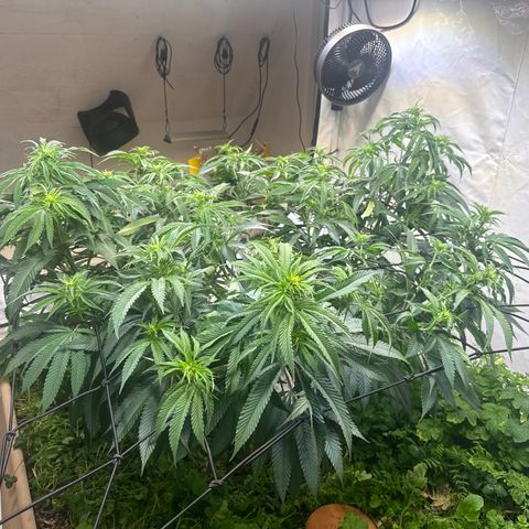 Fruity Durban  growlog timeline photo