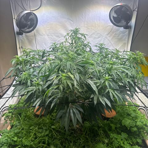 Fruity Durban  growlog timeline photo