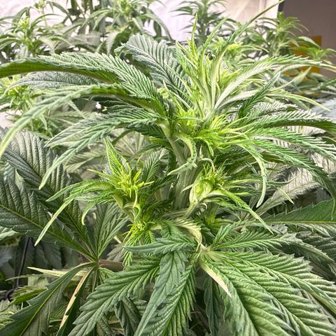 Fruity Durban  growlog timeline photo