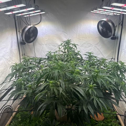 Fruity Durban  growlog timeline photo