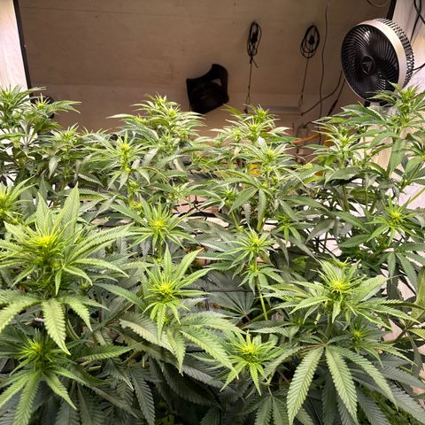 Fruity Durban  growlog photo: Untere Blätter und überschüssige Buds entfernt 