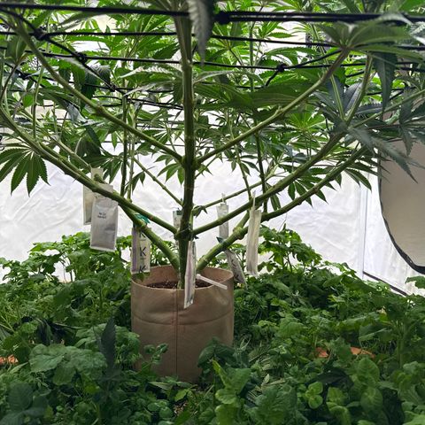 Fruity Durban  growlog photo: Untere Blätter und überschüssige Buds entfernt 