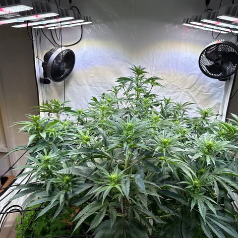 Fruity Durban  growlog photo: Untere Blätter und überschüssige Buds entfernt 