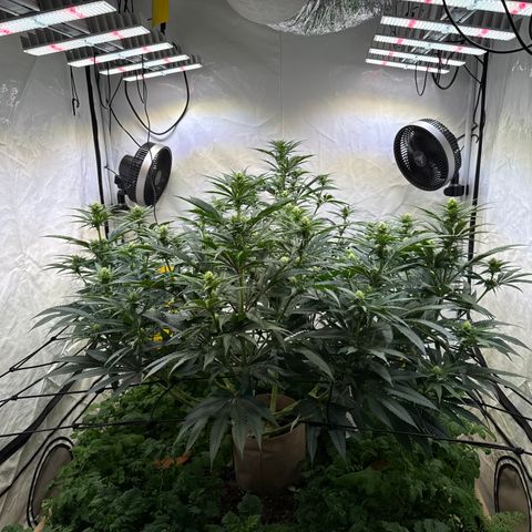 Fruity Durban  growlog timeline photo