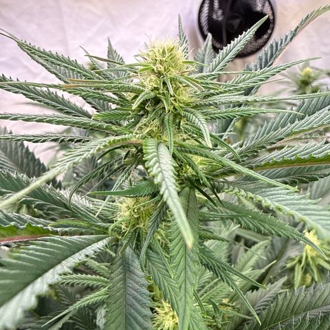 Fruity Durban  growlog timeline photo