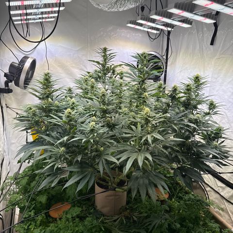 Fruity Durban  growlog timeline photo