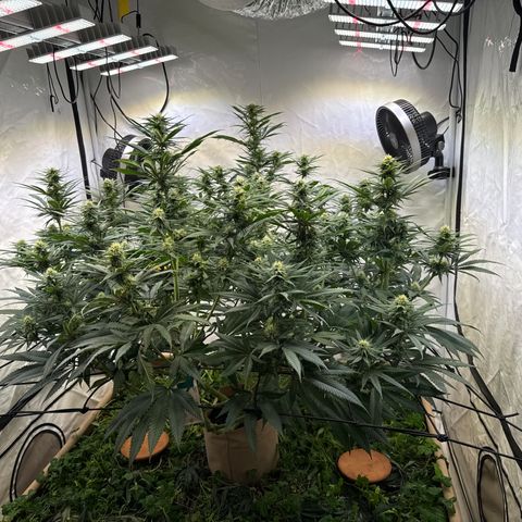 Fruity Durban  growlog timeline photo