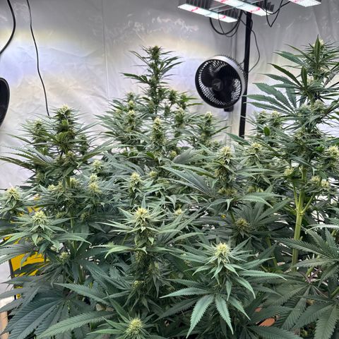 Fruity Durban  growlog timeline photo