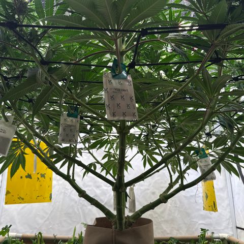 Fruity Durban  growlog timeline photo